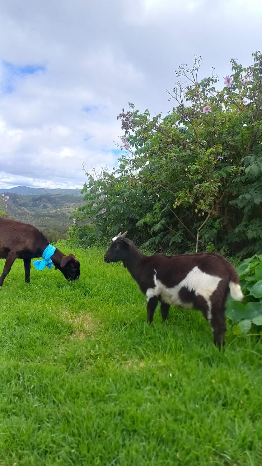 Hotel Rural La Esperanza Suesca Eksteriør bilde